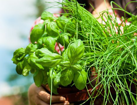 DIY: How to Start an Herb Garden in Your Backyard